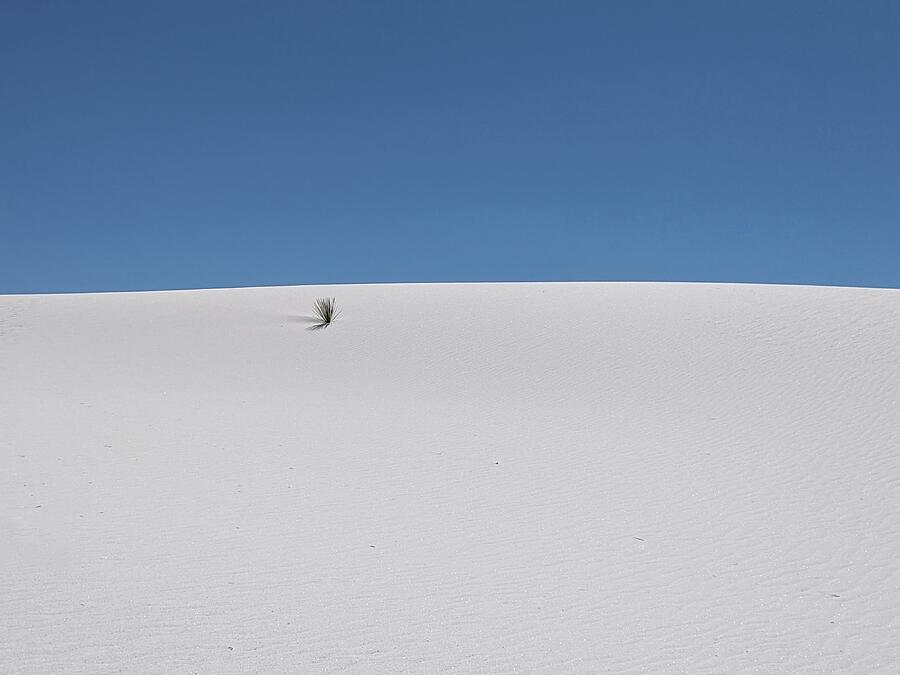 Nature Photograph - One Plant In A Vast White Place Called White Sands National Park by Toni Abdnour