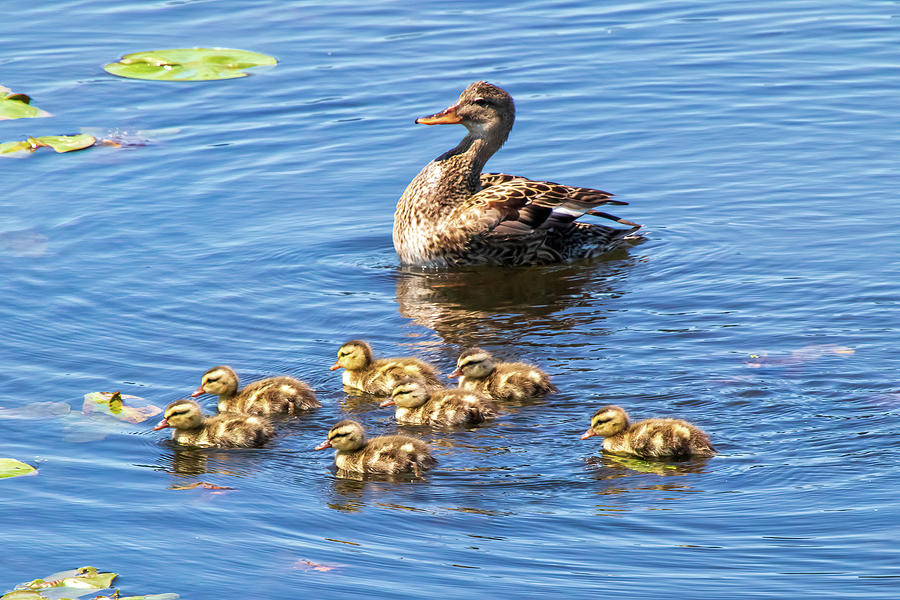 One Proud Mom Photograph by Phyllis McDaniel