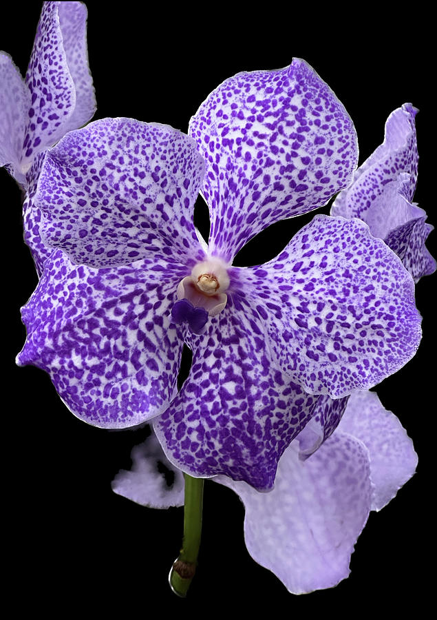 One Purple Orchid  Photograph by JoAnn Lense