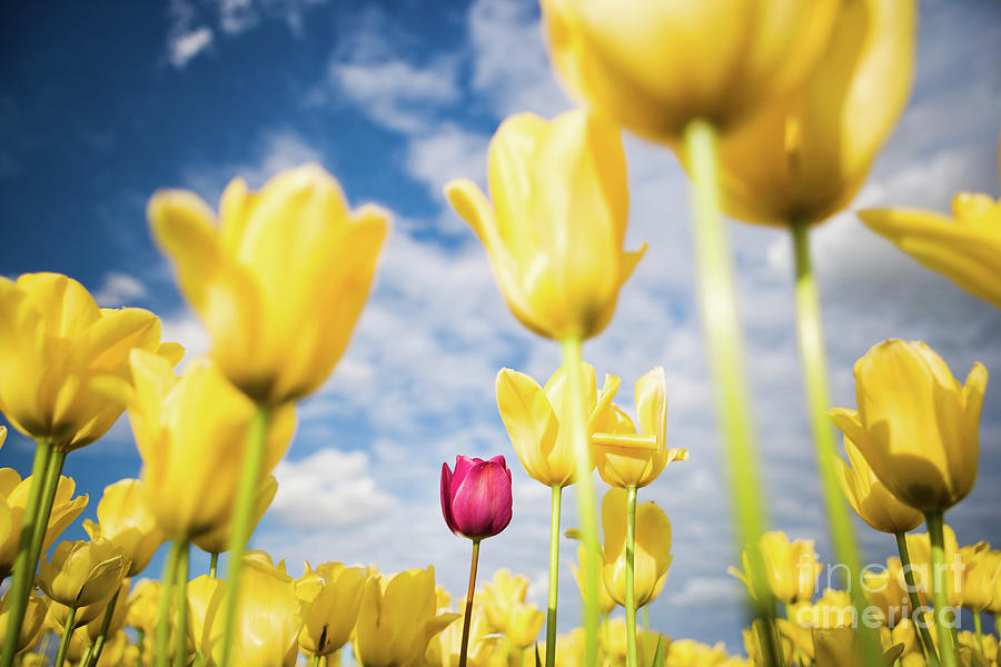 One Purple Tulip in a Field of Yellow Tulips Photograph by Bryan Mullennix