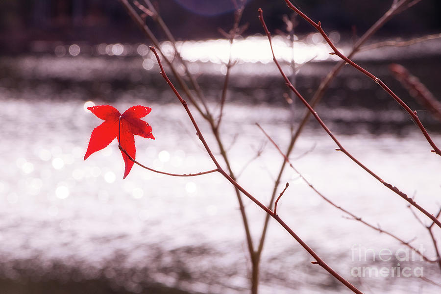 One Red Leaf Photograph