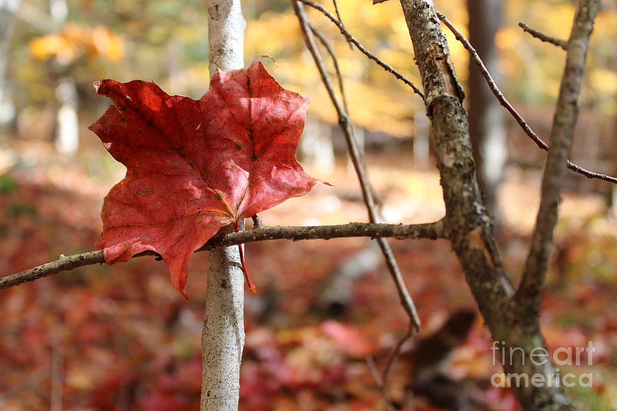 One Red Leaf Photograph by Stefania Caracciolo