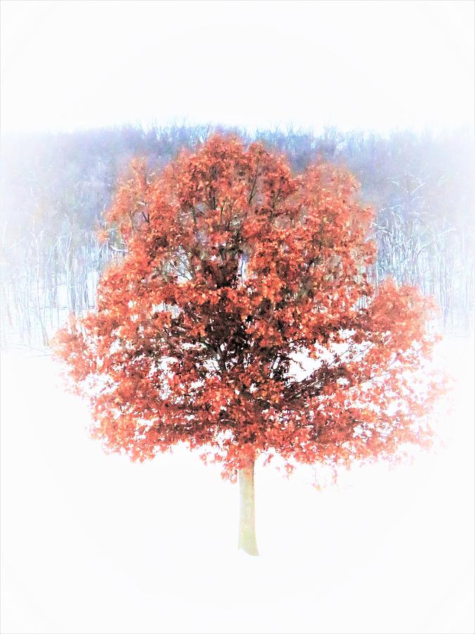 One Red Oak  Photograph by Lori Frisch