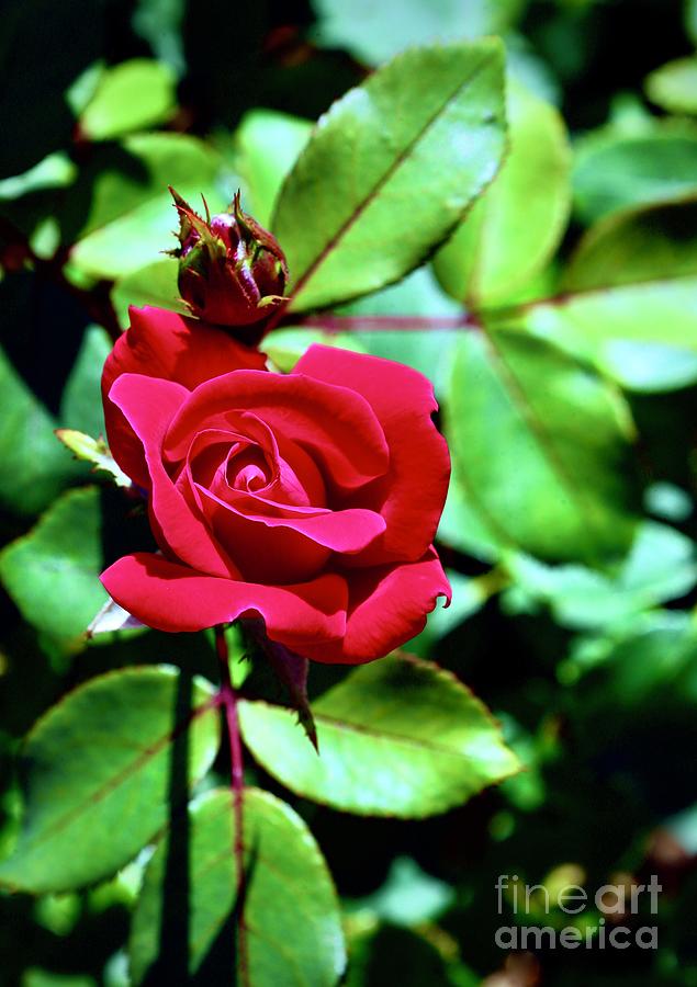 One Red Rose Photograph by Craig Wood