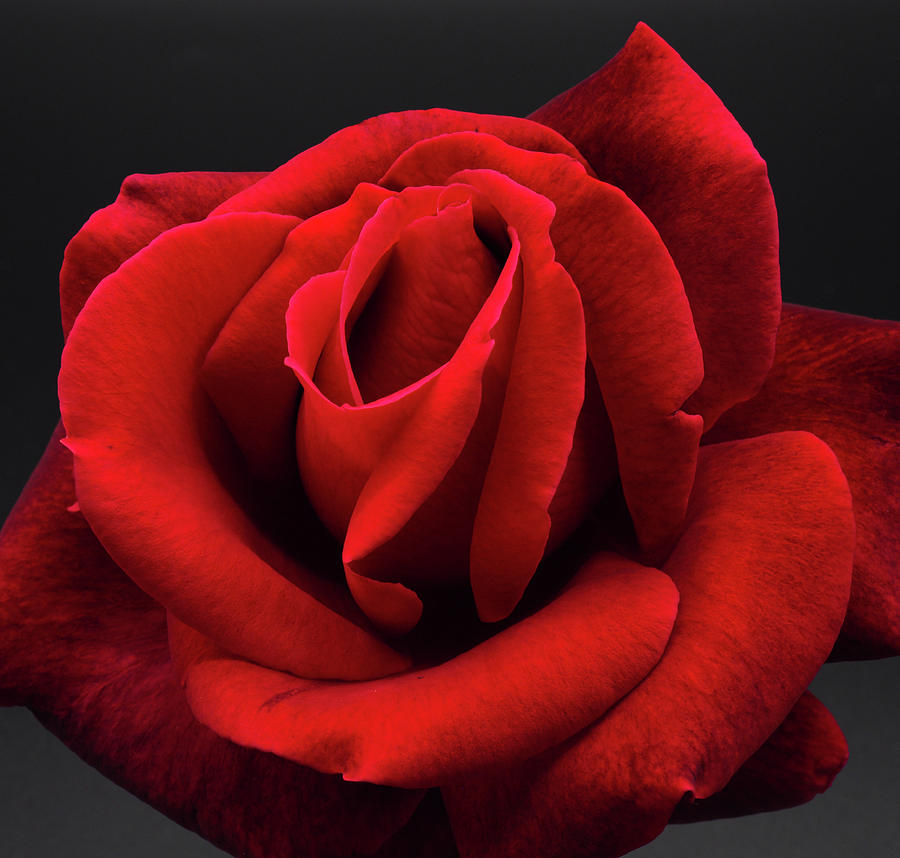 One Red Rose Photograph by Joe Schofield