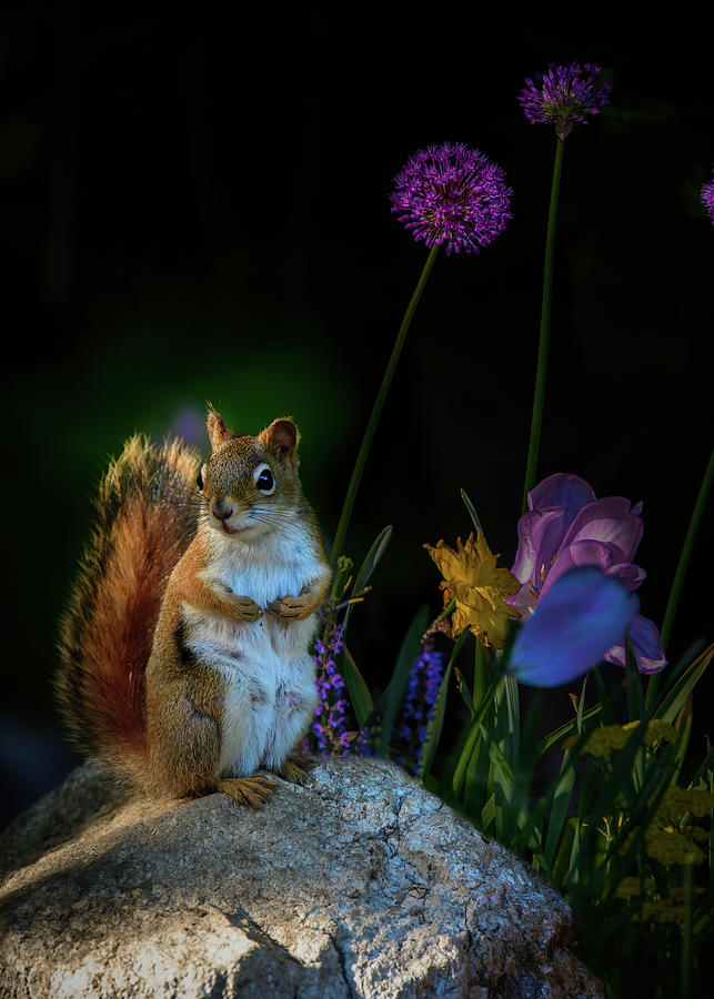 One Red Squirrel  Photograph by Bob Orsillo