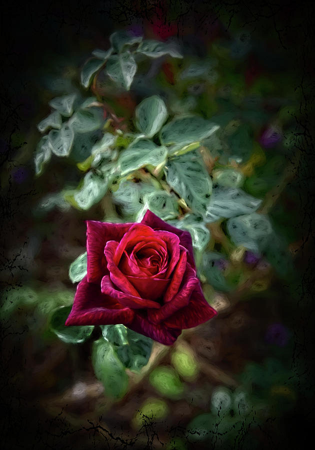 Rose Digital Art - One Rose by Anita Hubbard