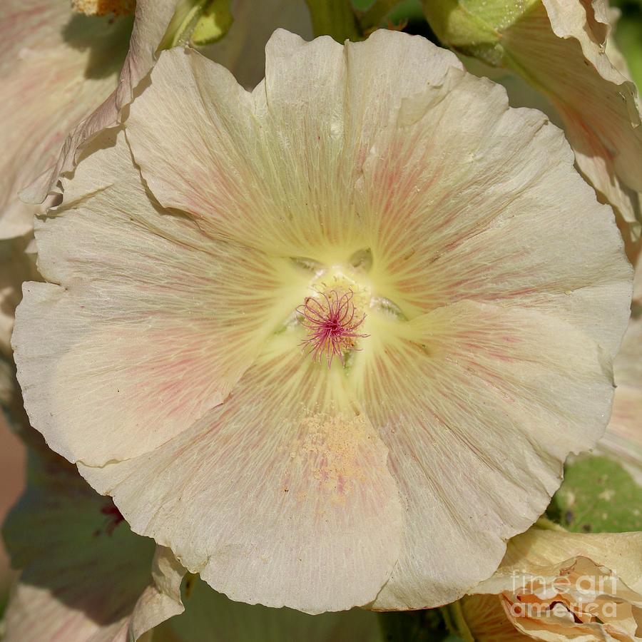 One Rosy Hollyhock Square Photograph by Carol Groenen