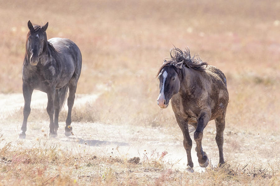 One Running, One Not Photograph by Belinda Greb