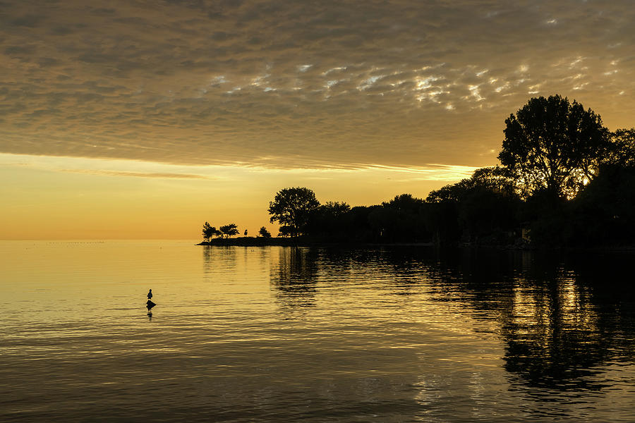 One Seagull - Lake Ontario Sunrise in Lustrous Gold Photograph by Georgia Mizuleva