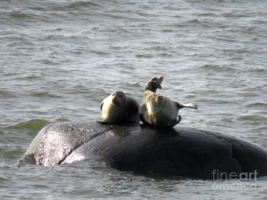 One Seal Relaxing And One Seal Stretching On A Rock In The Middle Of Water Photograph