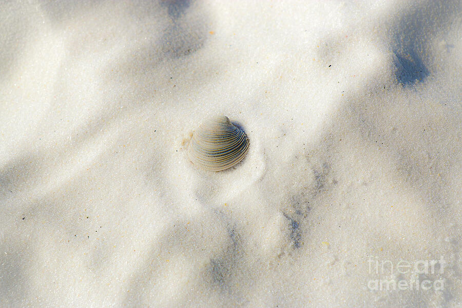 One Seashell Photograph by Veronica Batterson