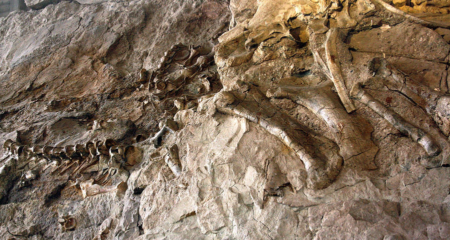 One section of the Wall of Bones, Dinosaur National Monument Photograph by by Mike Lyvers