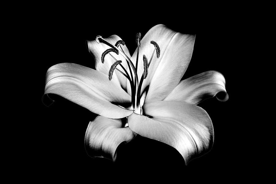 One silver lily flower on black background isolated close up, beautiful  black and white single lilly on dark backdrop, gray floral pattern,  monochrome design element, illustration, vintage decoration Photograph by  Julien -