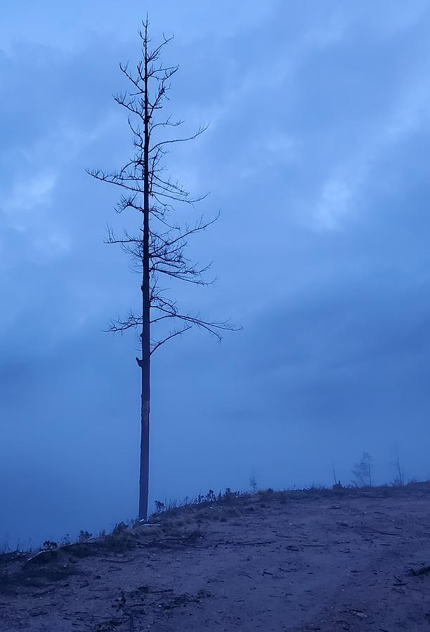 One single tree Photograph by Debra Baldwin