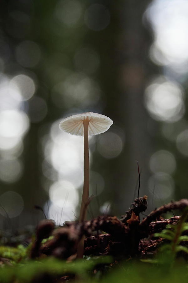 One small mushroom rising Photograph by Jouko Lehto