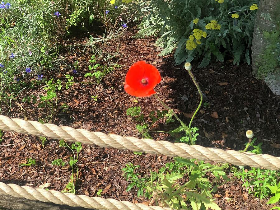 poppy rope pictures