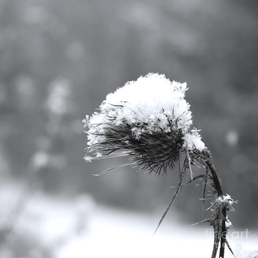 One Snowflake Photograph by Stefania Caracciolo
