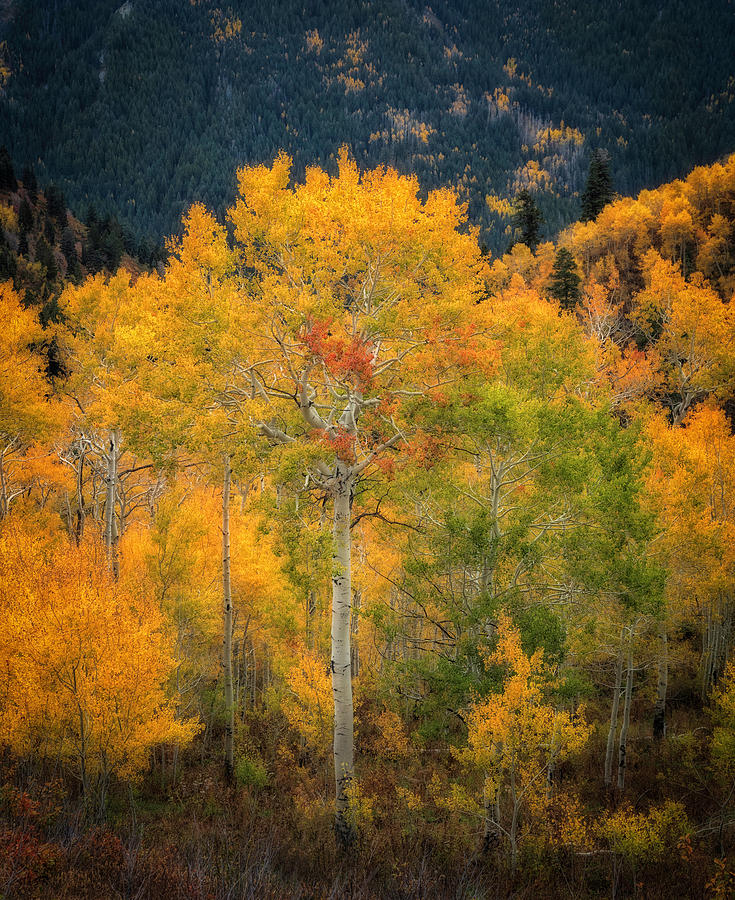 One Stands Out Photograph by Mitch Johanson | Fine Art America