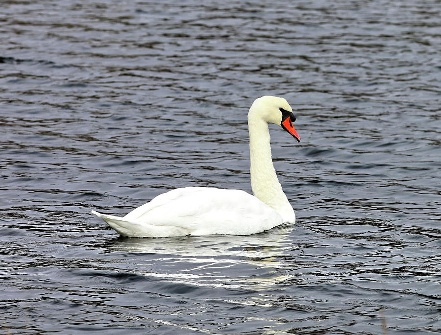 One Swan Swimming Photograph by Doolittle Photography and Art