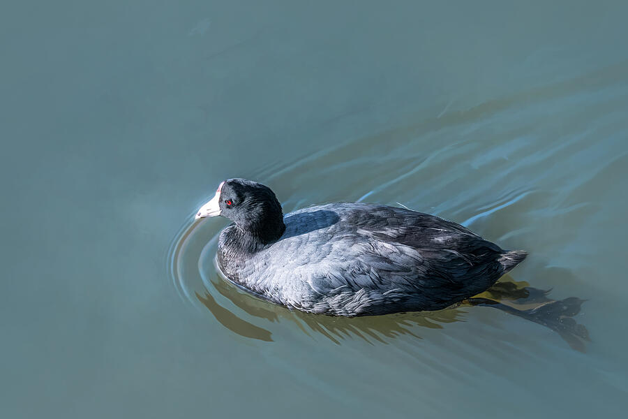 One Swimming American Coot Photograph