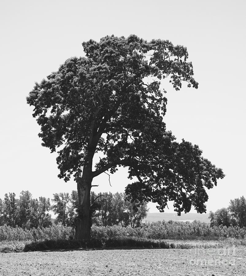 One Tall Huge Tree Photograph by fototaker Tony