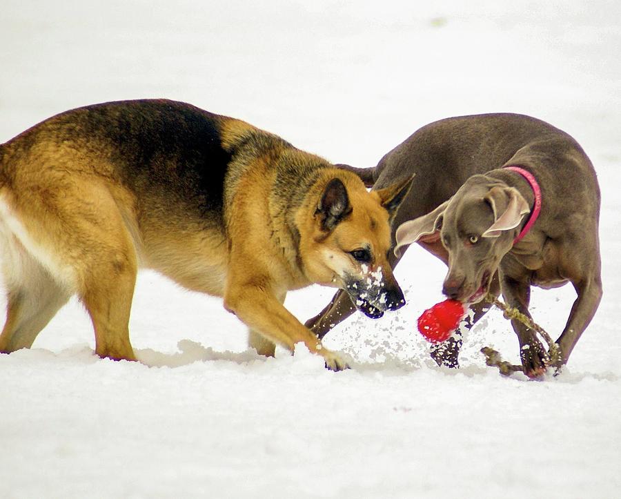 One Toy, Two Dogs Photograph by Deb Beausoleil