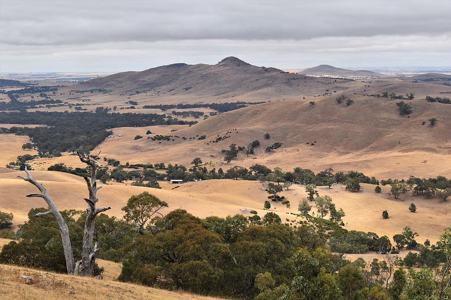 One Tree Hill Lookout Photograph by Yolanda Caporn | Fine Art America