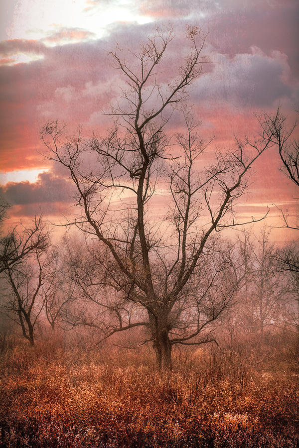 One Tree in Early Autumn at Sunset Photograph by Debra and Dave Vanderlaan