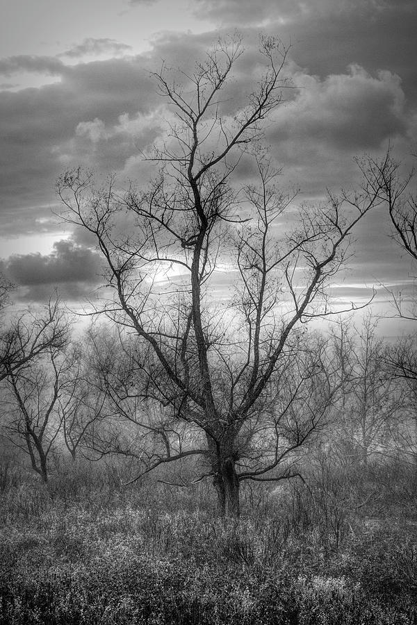 One Tree in Early Autumn Black and White Photograph by Debra and Dave Vanderlaan