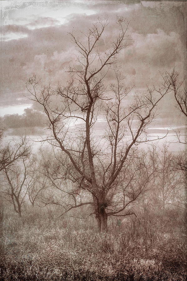 One Tree in Early Autumn Vintage Tones Photograph by Debra and Dave Vanderlaan