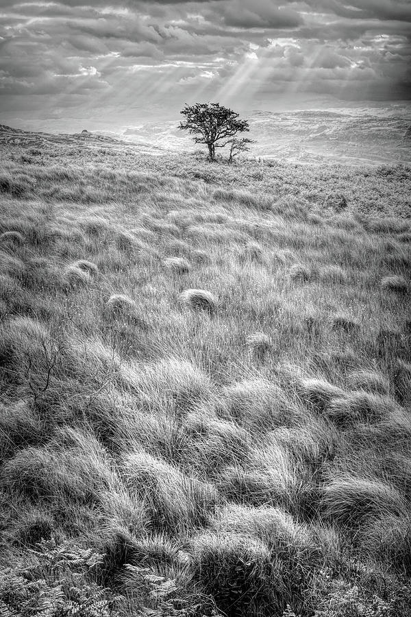 One Tree in the Irish Mist in Black and White Photograph by Debra and Dave Vanderlaan