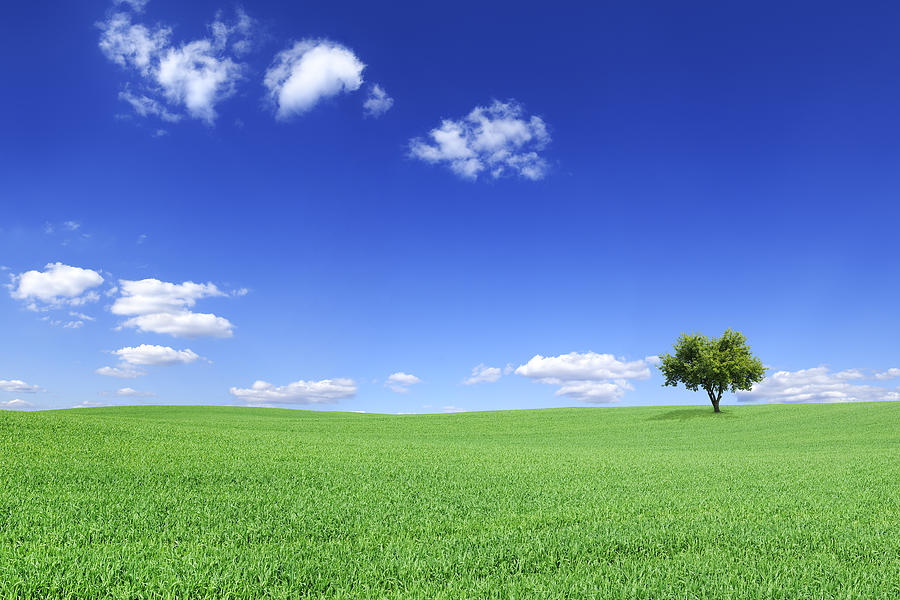 One tree in the middle of a grassy field and blue sky Photograph by Trout55