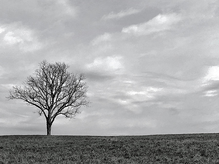 One Tree Photograph by JoAnn Lense