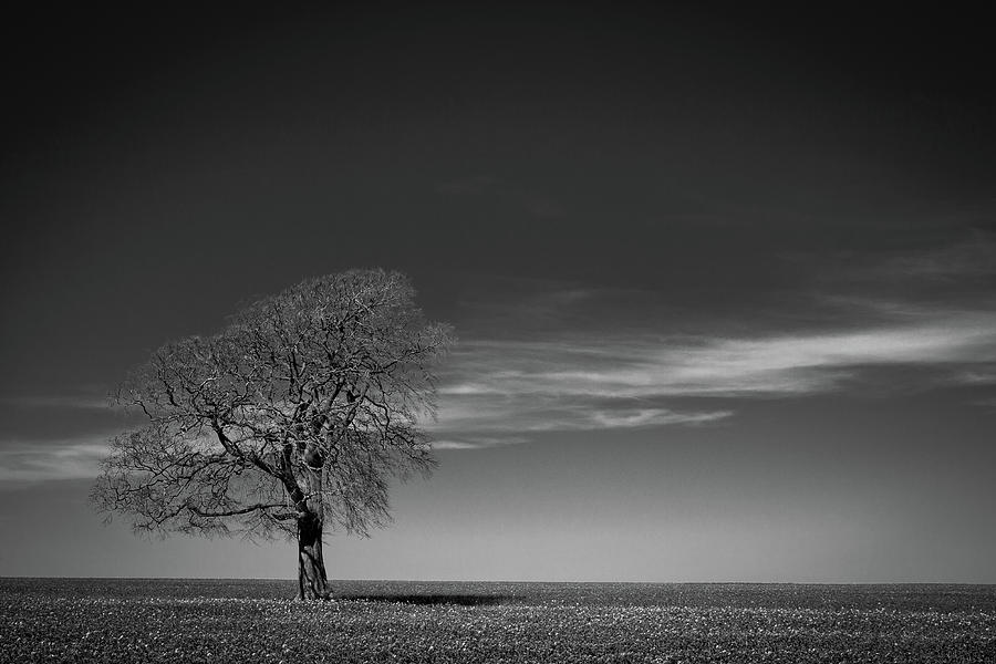 One tree on the horizon landscape Photograph by Seeables Visual Arts