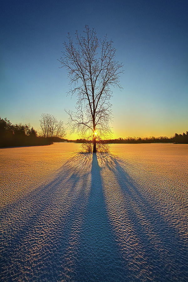 One Tree Photograph by Phil Koch