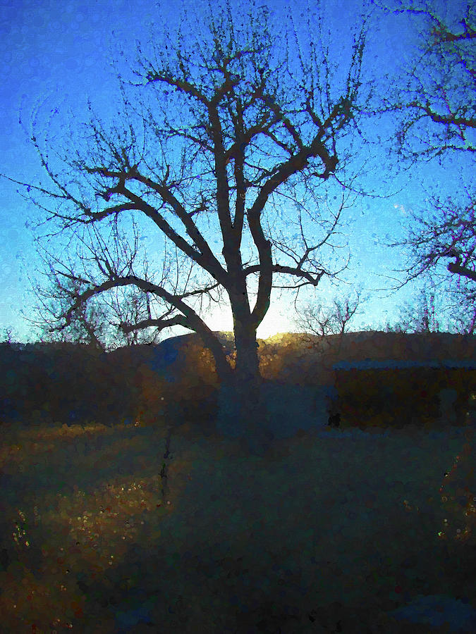 One Tree silhouette  Photograph by Cathy Anderson