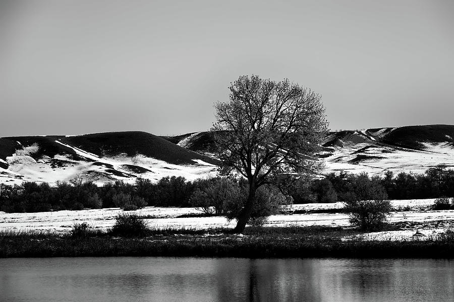 One Tree Solitude bw rp Photograph by Cathy Anderson