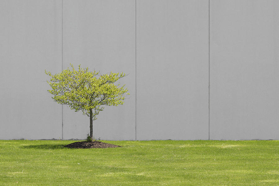 One Tree Photograph by Stuart Allen