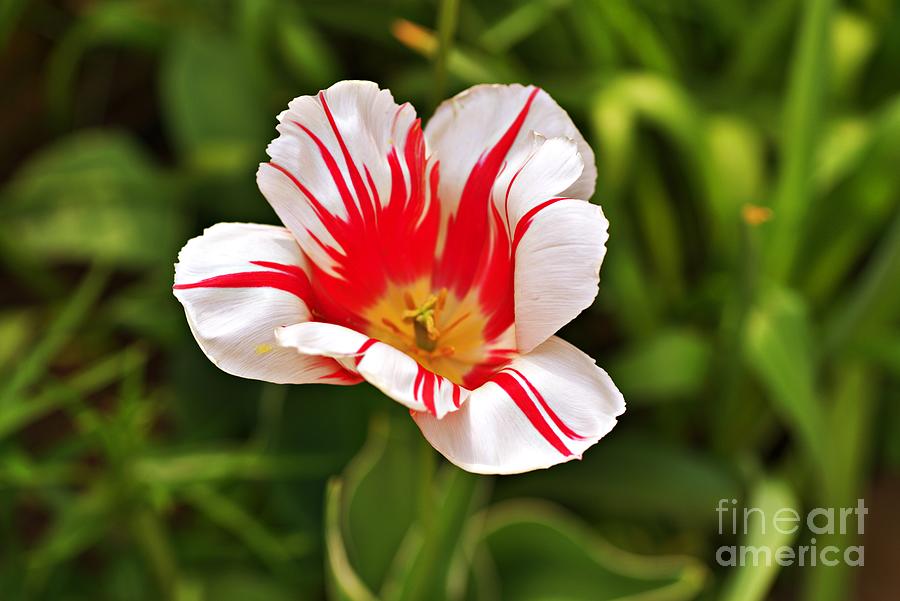 One Tulip in Red and White Photograph by Amalia Suruceanu