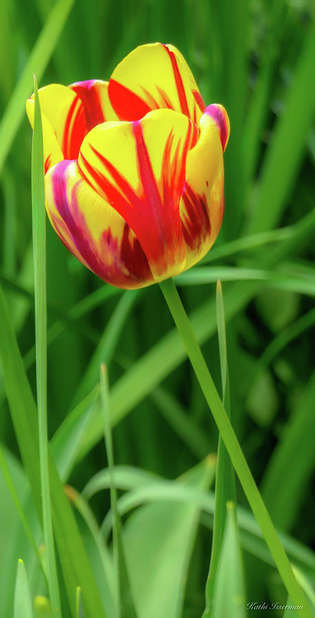 One Tulip in the Garden Photograph by Kathi Isserman