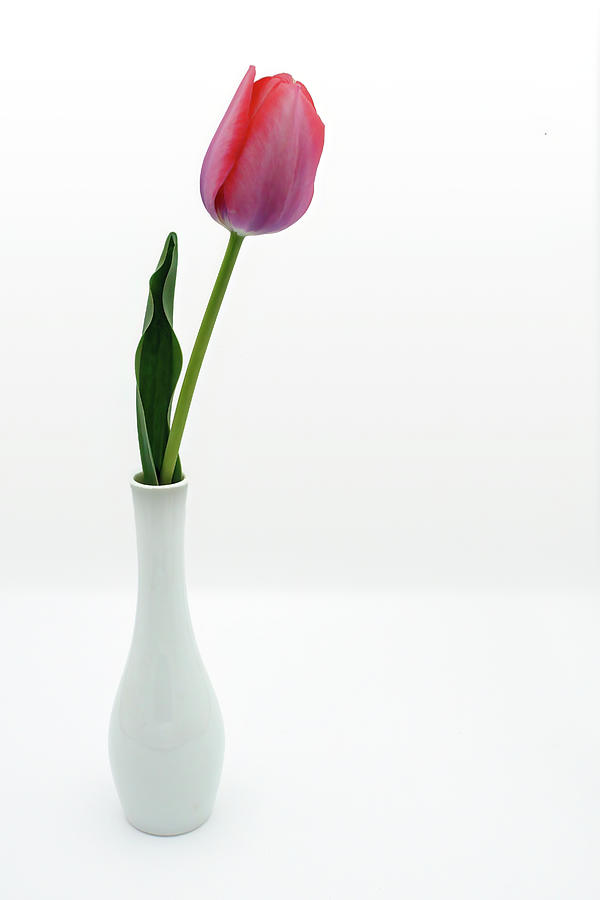 One - Tulip Photograph by Nikolyn McDonald