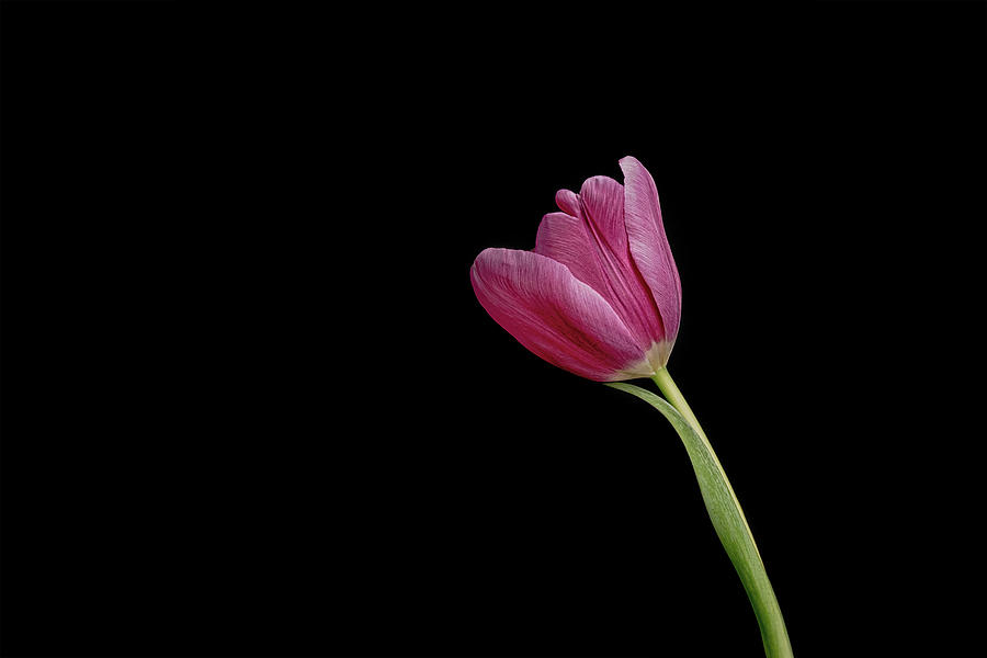 Tulip Photograph - One Tulip by Sandi Kroll