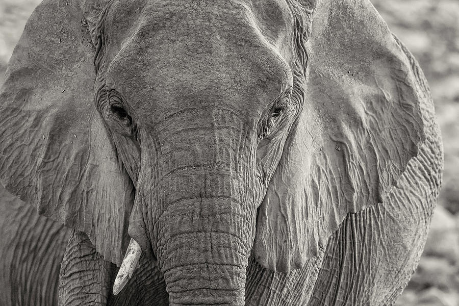 One Tusker BW Photograph by Belinda Greb