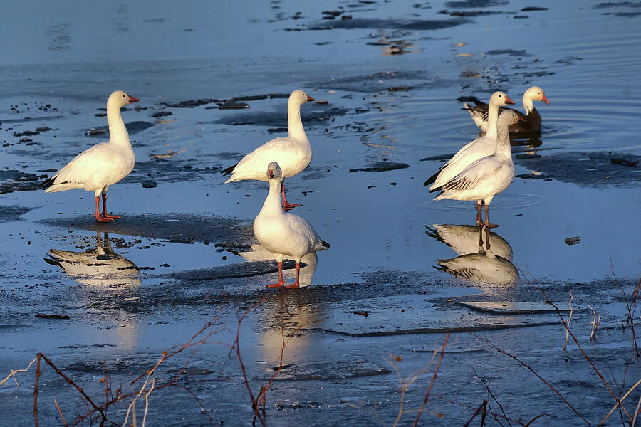 One, Two, Three - Snow Geese and Reflections Photograph by Nikolyn McDonald