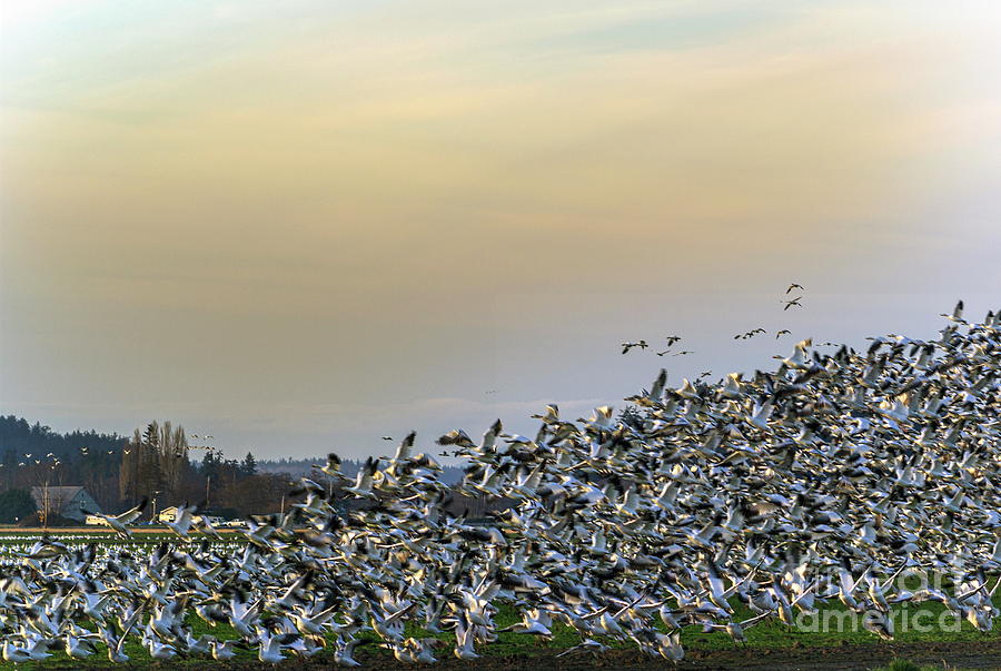 One Two Three Takeoff - Snow Geese in Mt Vernon  Photograph by Sea Change Vibes