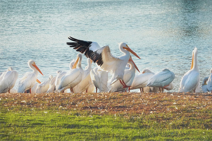 One White Pelican Coming In Photograph by Betty Eich