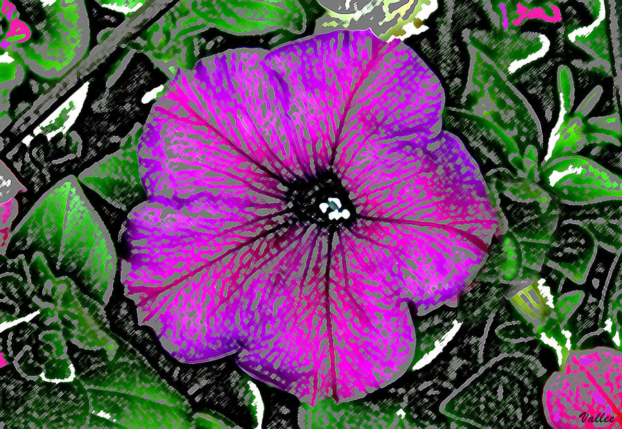 One Wild Petunia Digital Art by Vallee Johnson