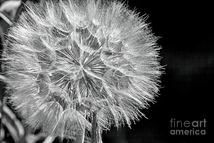 One Wish, Dandelion, Flower,  Photograph by David Millenheft