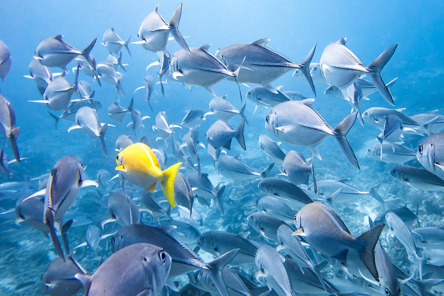 One Yellow Fish in Sea of Blue Fish Photograph by Jules Ingall